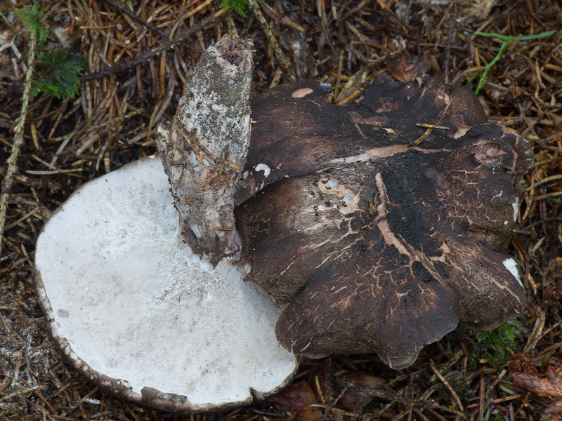 Boletopsis leucomelaena